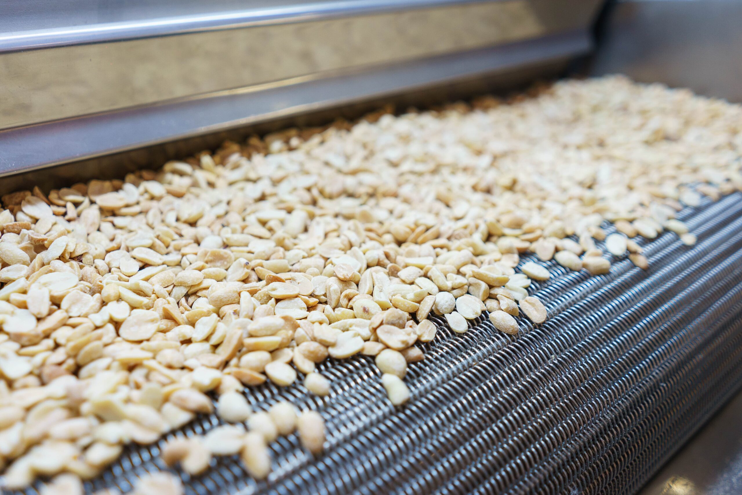 Peanuts being processed on a wire-mesh conveyor belt used for food handling and processing.